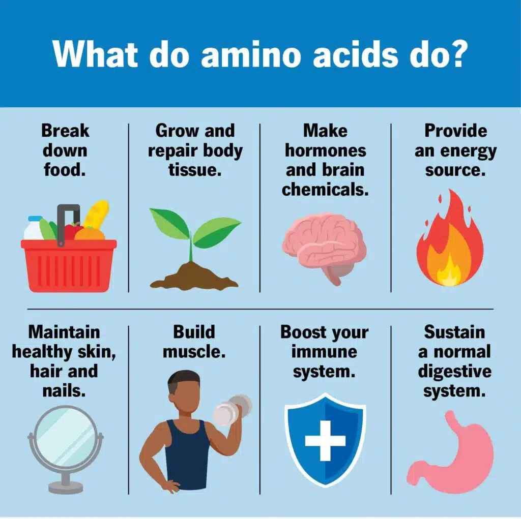 amino acids- building blocks of protein 