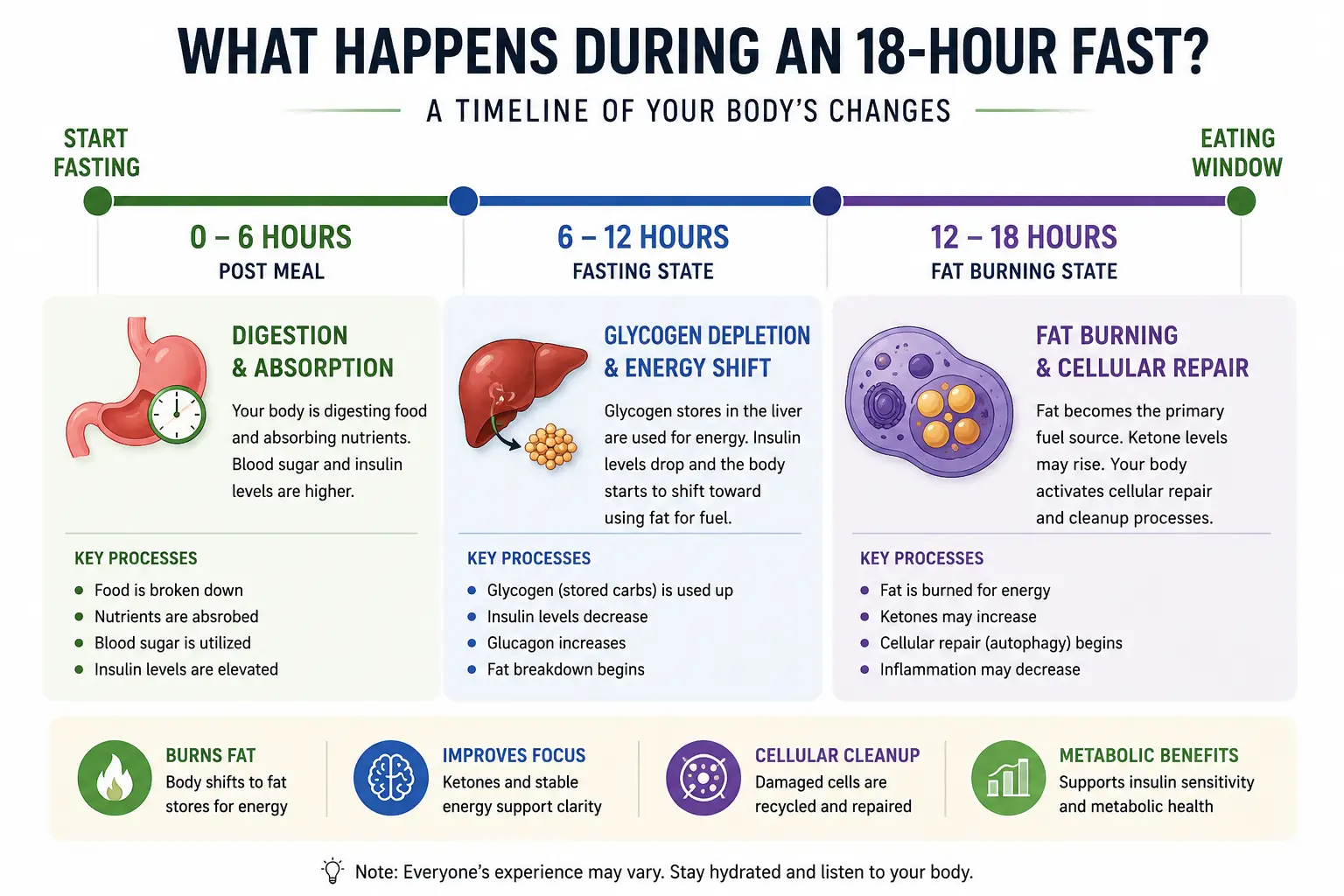 18:6 Intermittent Fasting: Benefits, Results, Meal Plan & Beginner's Guide (2026) 18-hour fasting timeline showing metabolic changes during 18:6 intermittent fasting