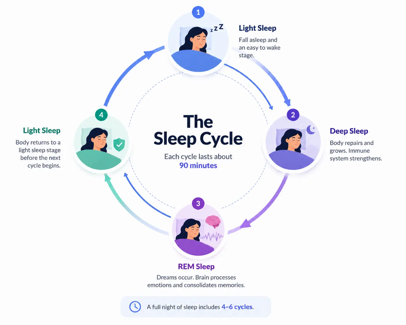 Scientific sleep cycle chart for the Sleep Calculator showing 90-minute stages of REM and deep sleep