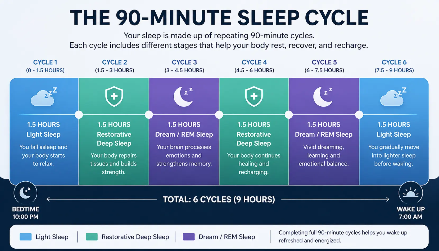 Scientific chart showing 90-minute sleep cycles and REM stages for sleep calculation